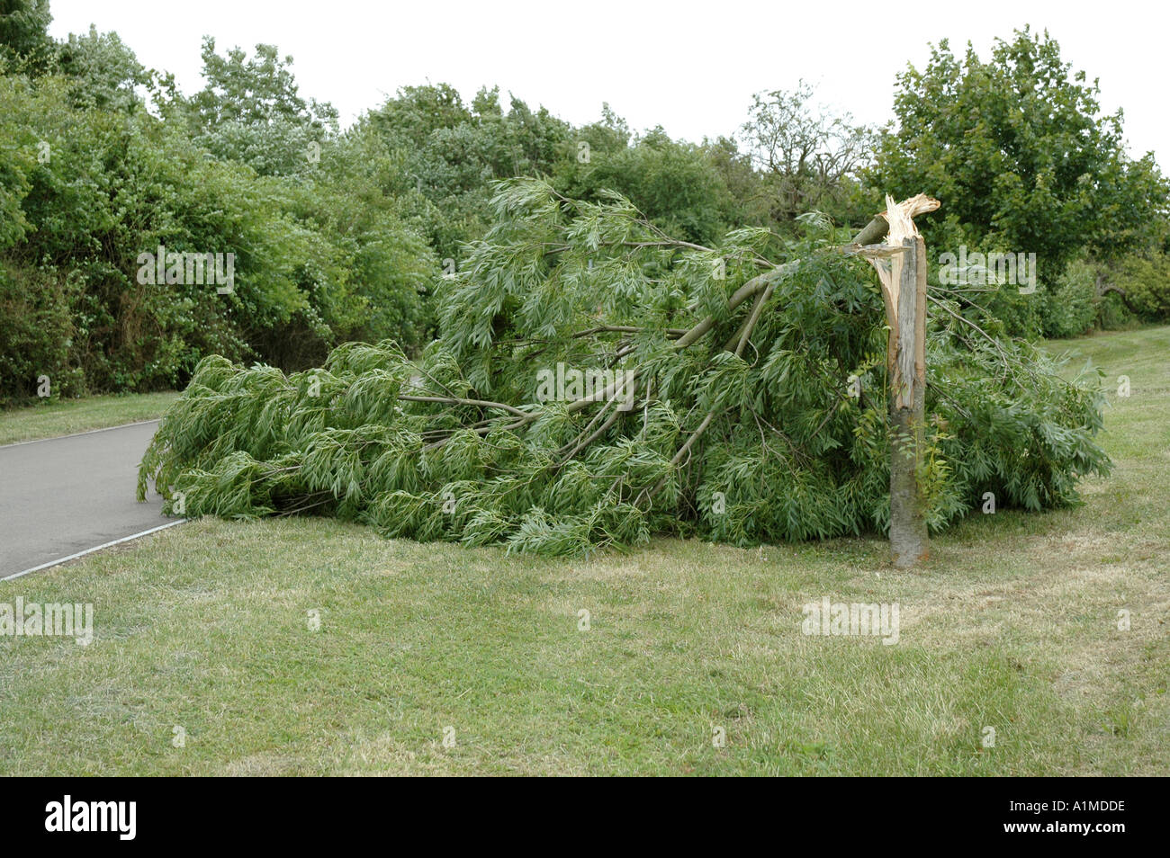 Gefallenen Sturm beschädigt Baum Stockfoto