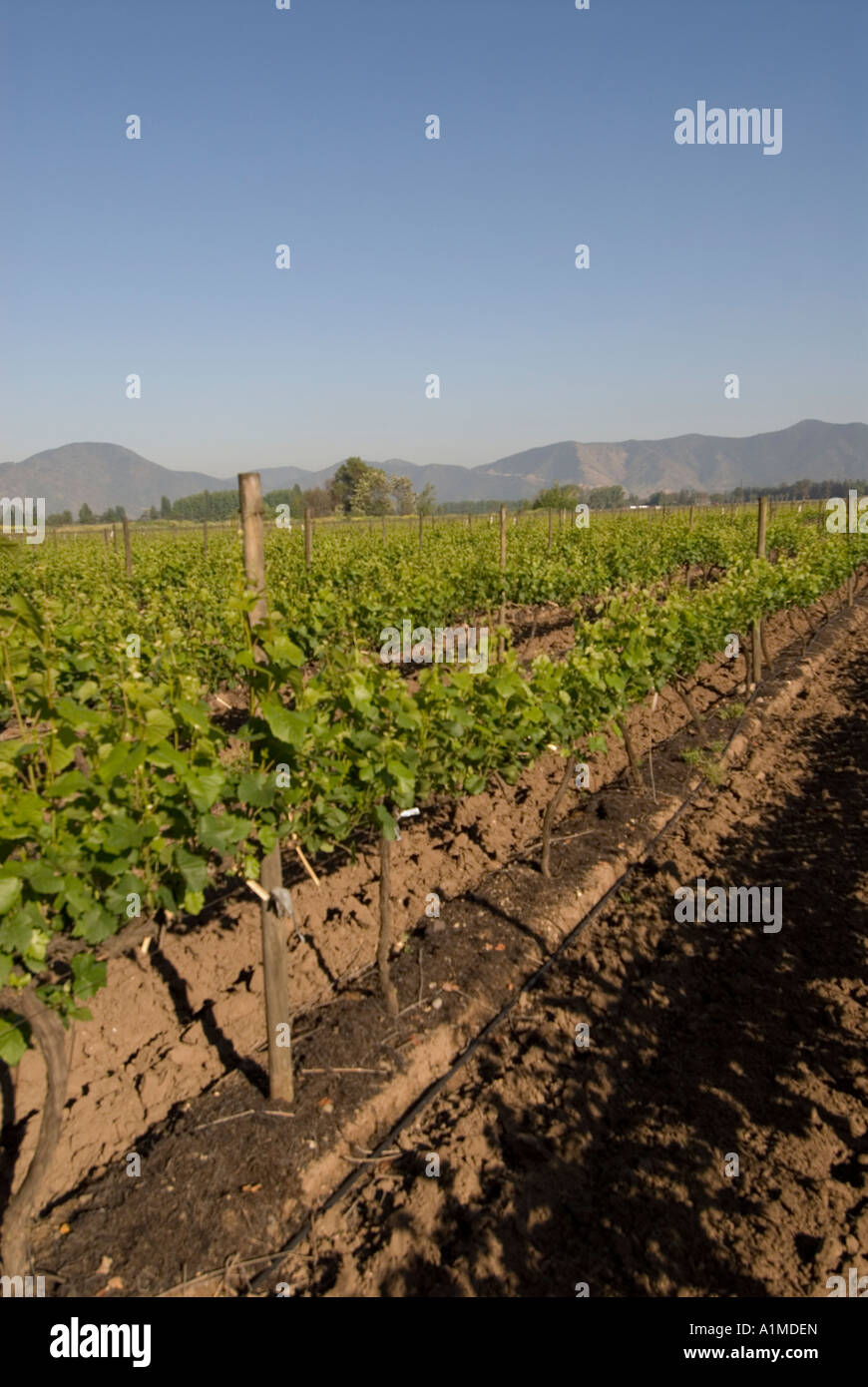 Chile Wein Land Weinberge am Undurraga Weingut Vina Undurraga in der Nähe von Santiago Stockfoto