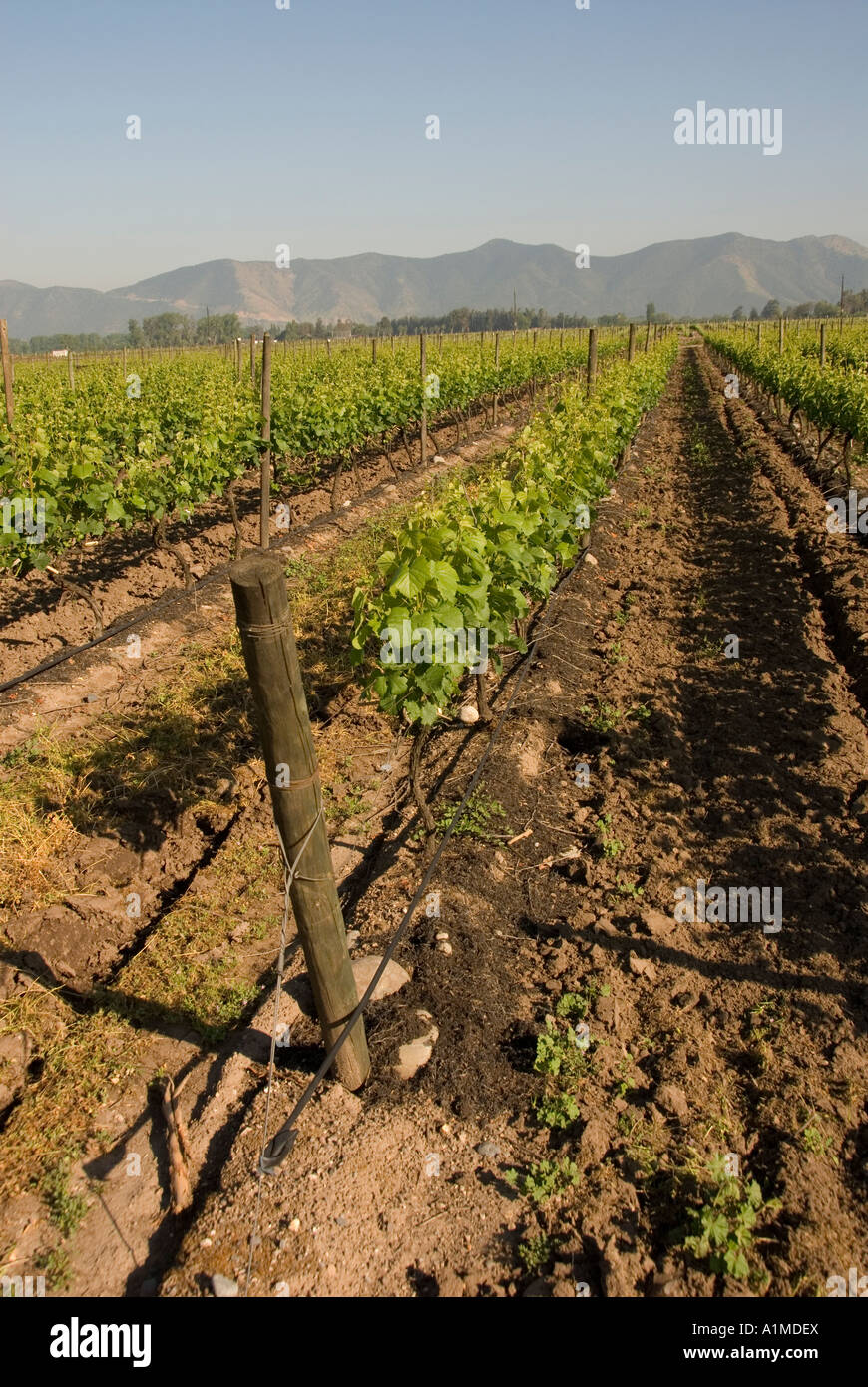 Chile Wein Land Weinberg am Undurraga Weingut Vina Undurraga in der Nähe von Santiago Stockfoto