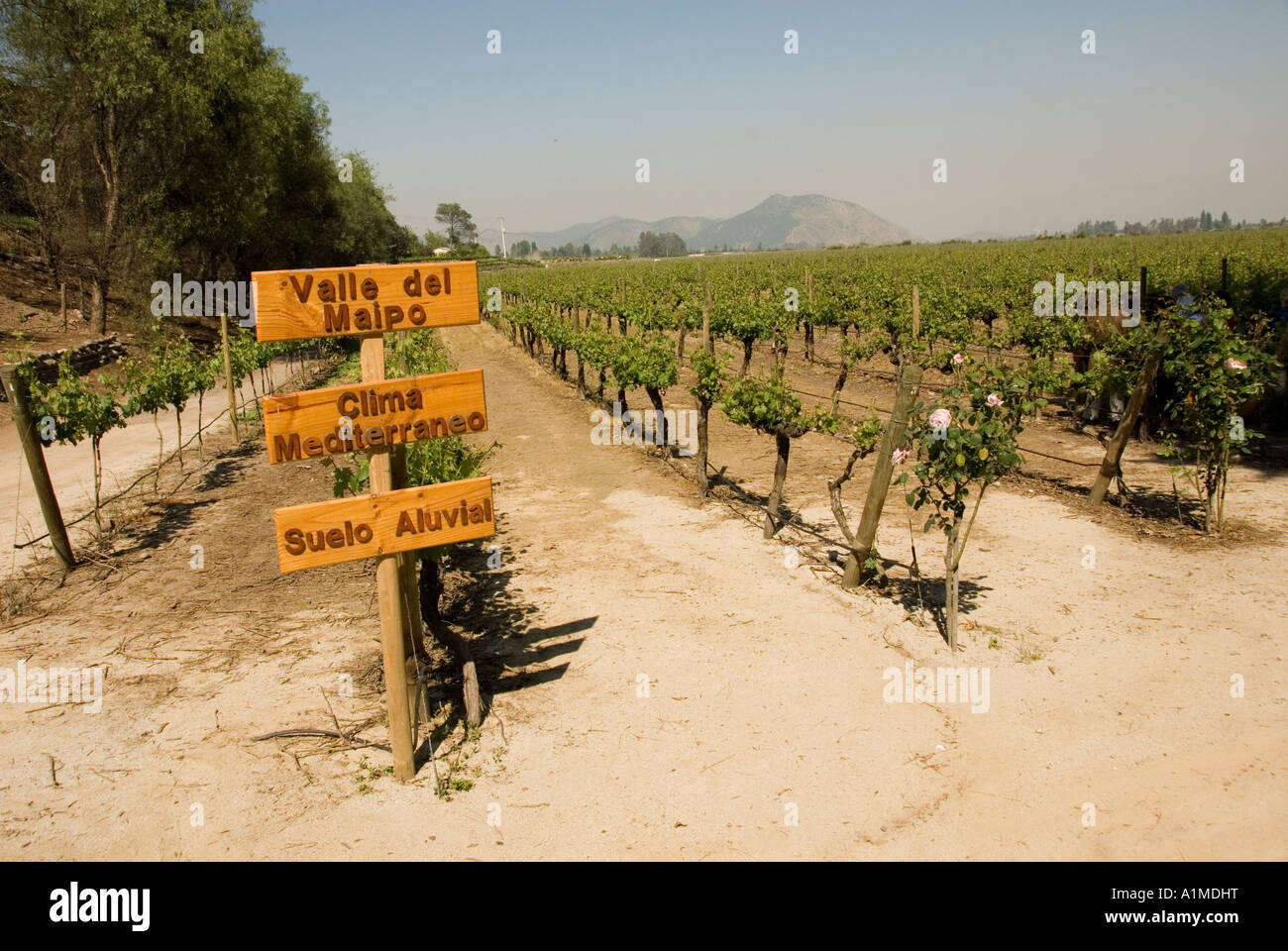 Chile Wein Land Weingut Concha y Toro Weingut Vina Concha y Toro in der Nähe von Santiago Stockfoto