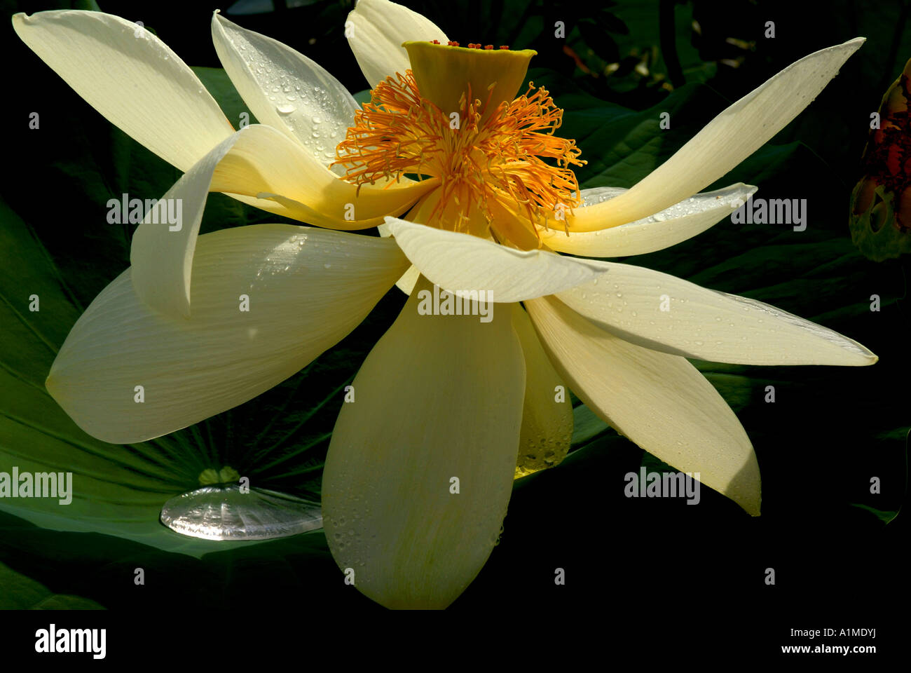 Heilige Lotus im Tau. Stockfoto