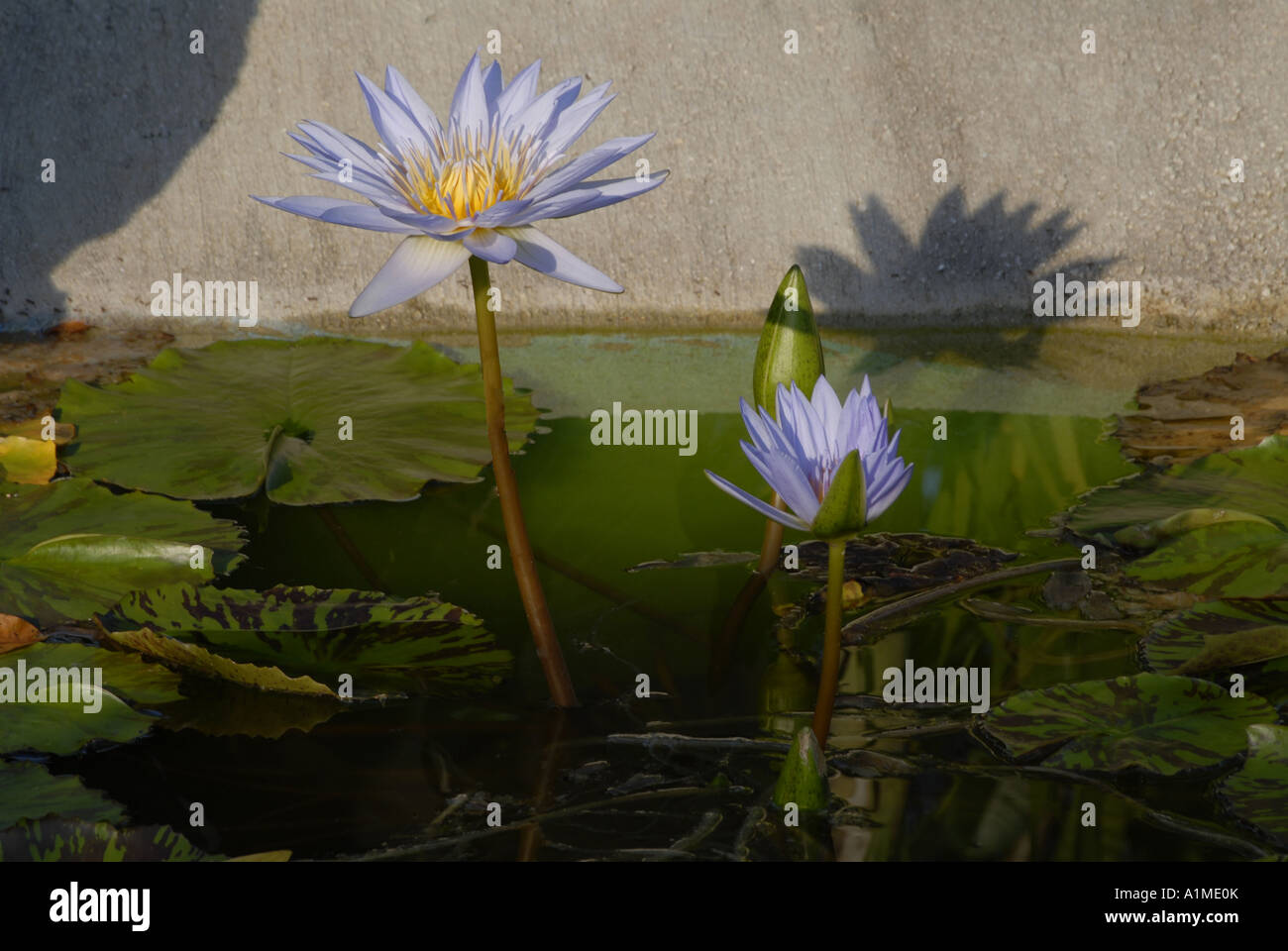 Lilien blau Fotos und Bildmaterial in hoher Auflösung Alamy