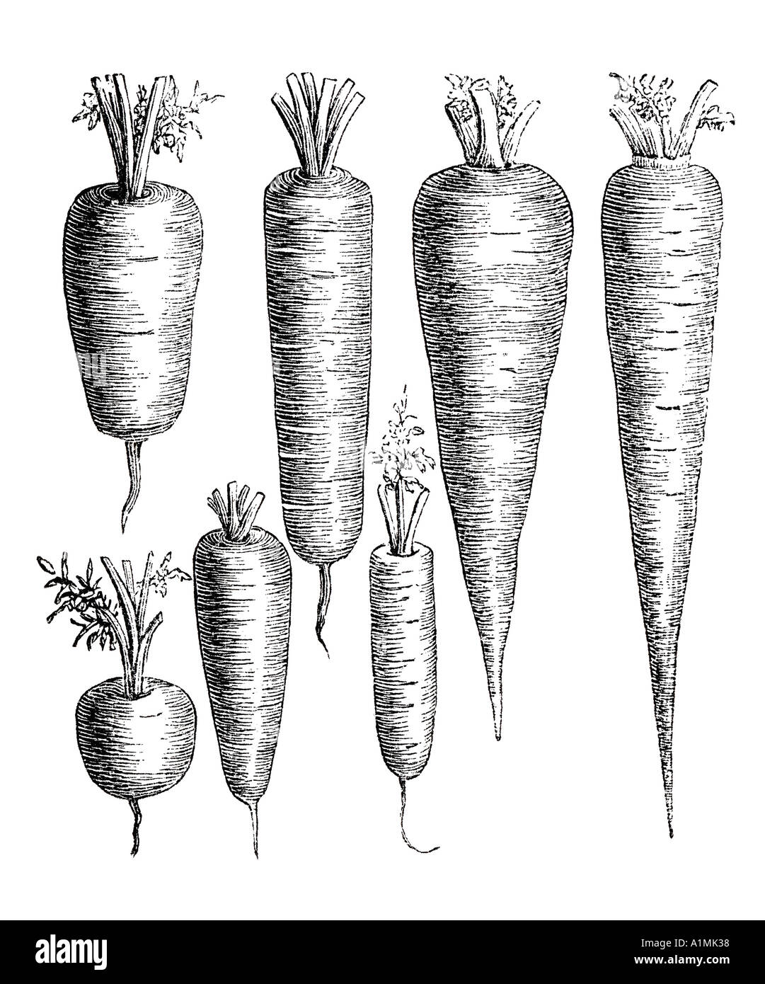 Verschiedene Arten der Karotte illustration Stockfoto