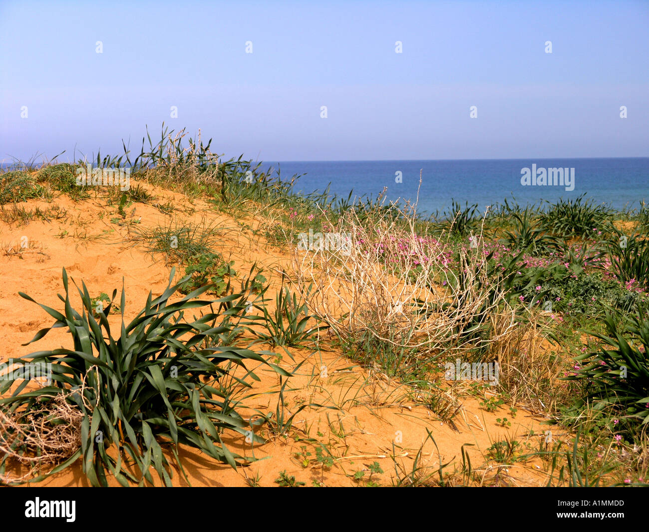 Sanddüne mit Pflanzen Ramla Beach Gozo Malta Stockfoto