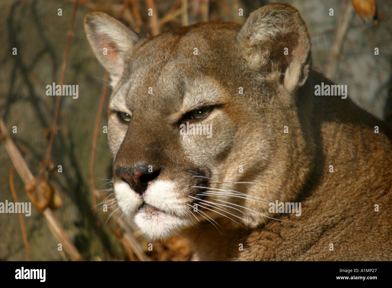 Puma, Puma concolor Stockfoto