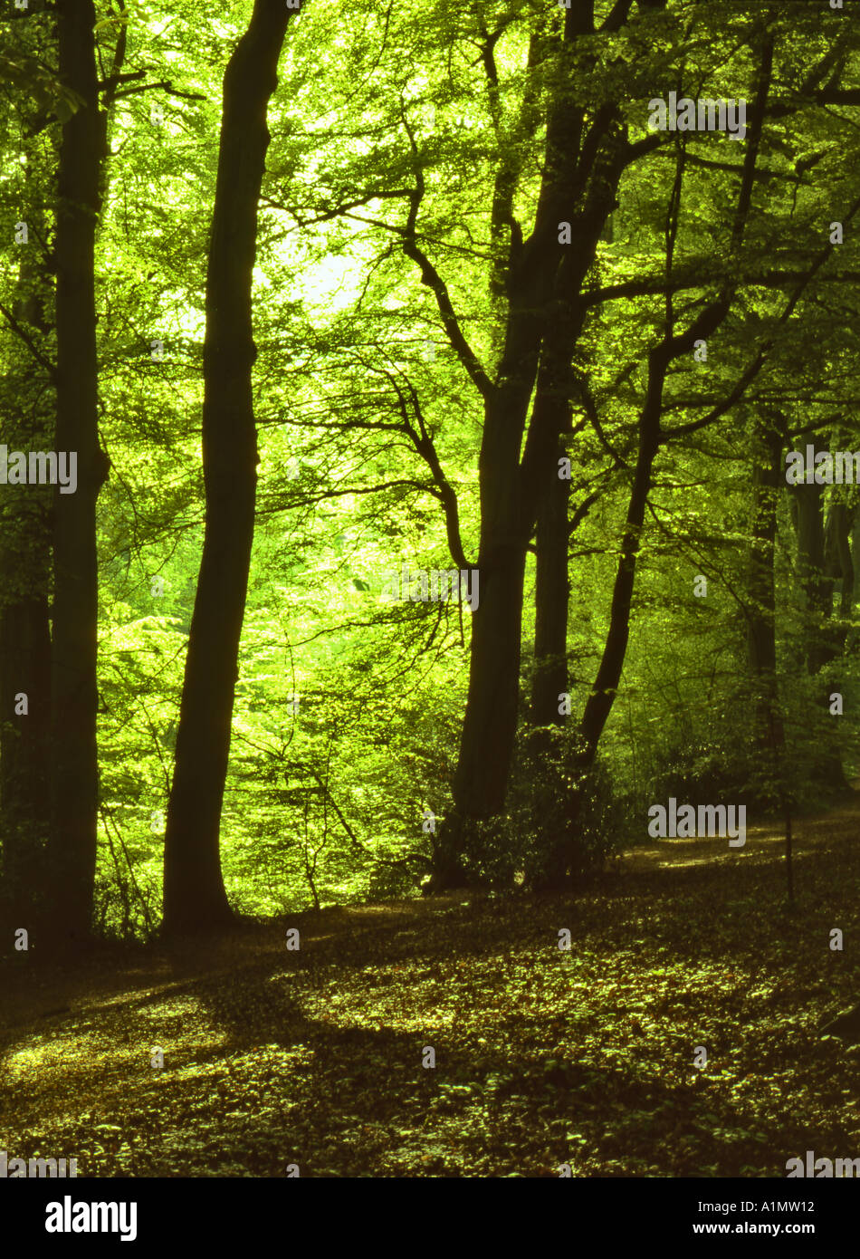 Die Buche Kleiderbügel im Frühjahr an der Selborne gemeinsamen N T Hampshire in England Stockfoto