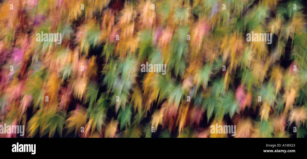 Herbst Blätter Kew Gardens London UK Stockfoto