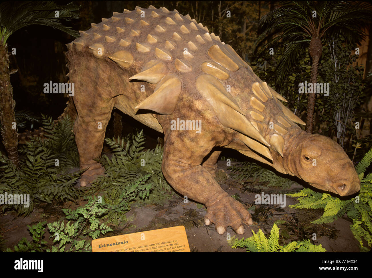 Dinosaurier-Rekonstruktion von Edmontonia, Kreide, Royal Tyrell Museum, Drumheller, Alberta, Kanada Stockfoto