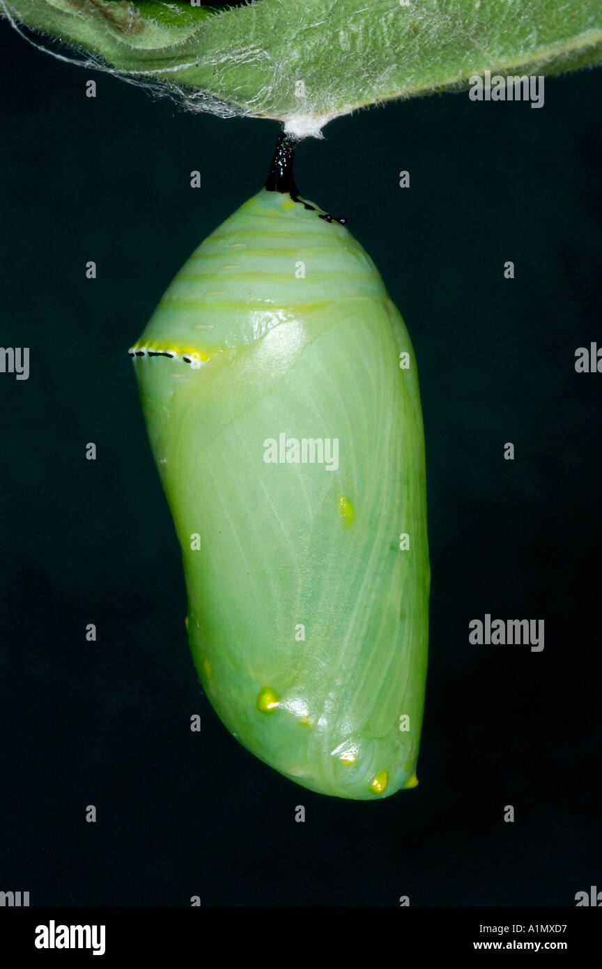 Monarch Chrysalis ist dies der frühen Phase der Verpuppung, kurz nachdem die Raupe ihre Larven Häuten Stockfoto