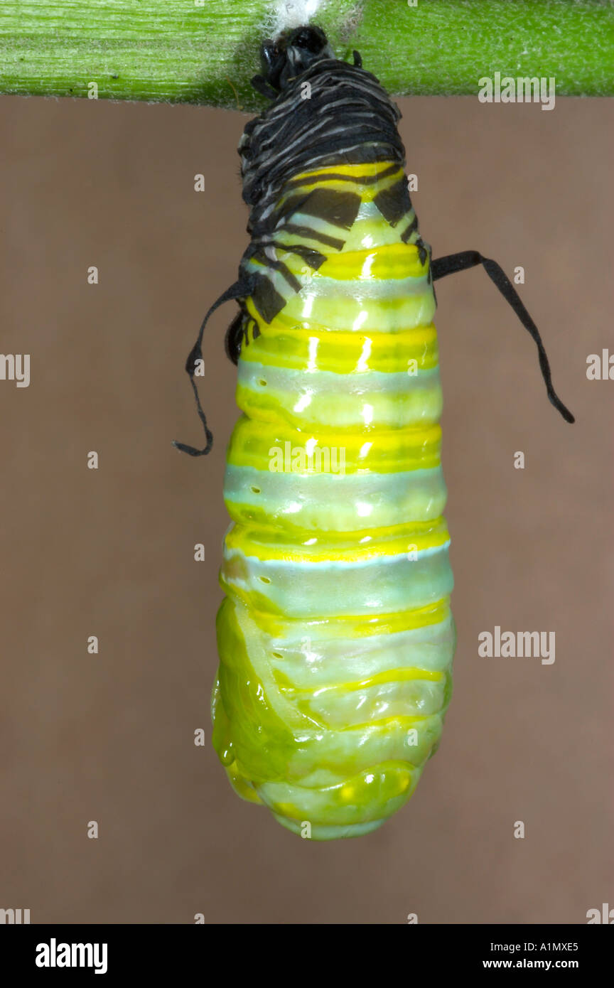 Monarch Chrysalis früh kurz nachdem die Raupe, seine Haut Danaus Plexippus vergossen hat Stockfoto