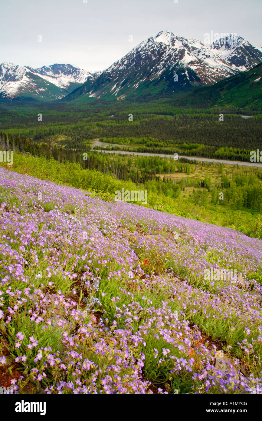 Wildblumen blühen entlang den Seward Highway Kenai-Halbinsel Chugach National Forest Alaska Stockfoto