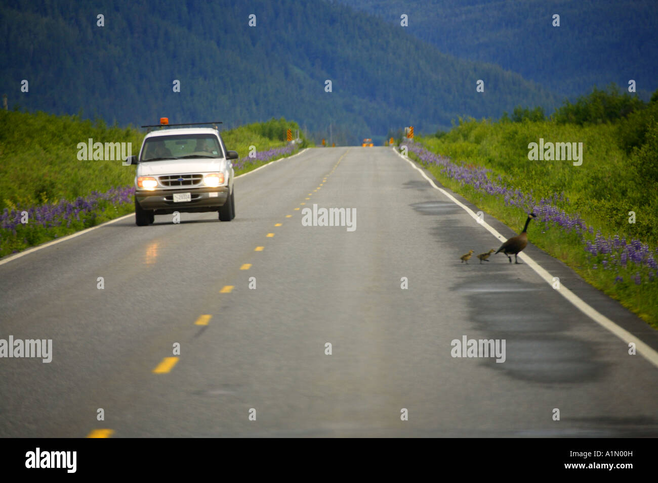 Eine Familie von Dusky Kanadagänse überqueren der Copper River Highway Cordova Chugach National Forest Alaska Stockfoto