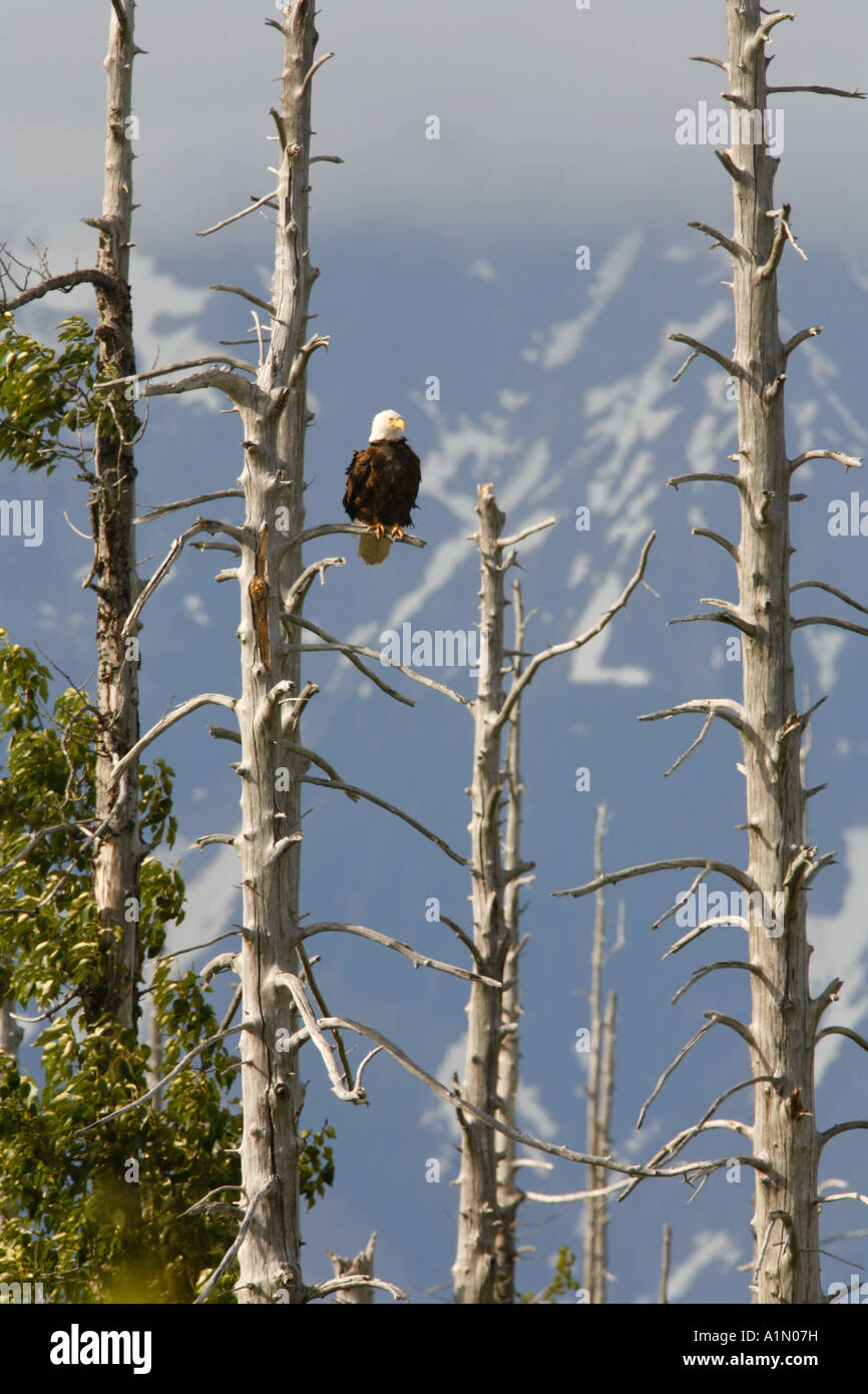 Weißkopf-Seeadler Copper River Delta Chugach National Forest Alaska Stockfoto