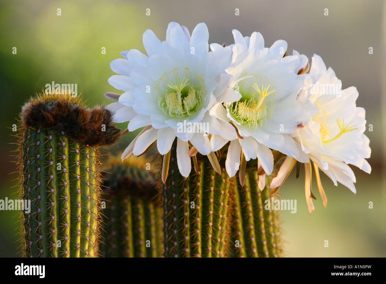 Nacht blhende Kakteen dieser Kaktus blht in der Nacht und die Blte  dauert nur einen Tag Pioneertown Mojave Desert in Kalifornien  Stockfotografie - Alamy