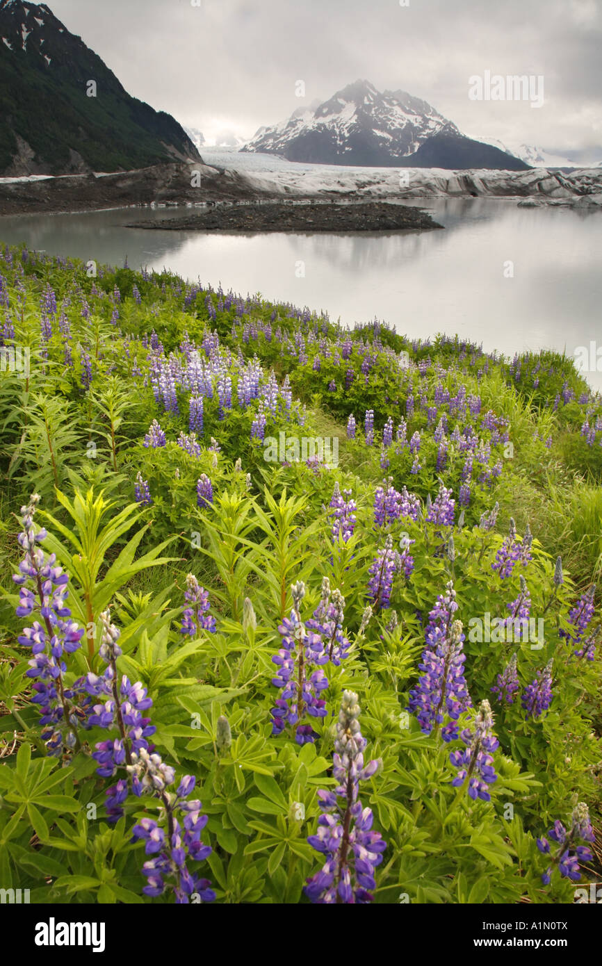 Sheridan Gletscher Cordova Chugach National Forest Alaska Stockfoto