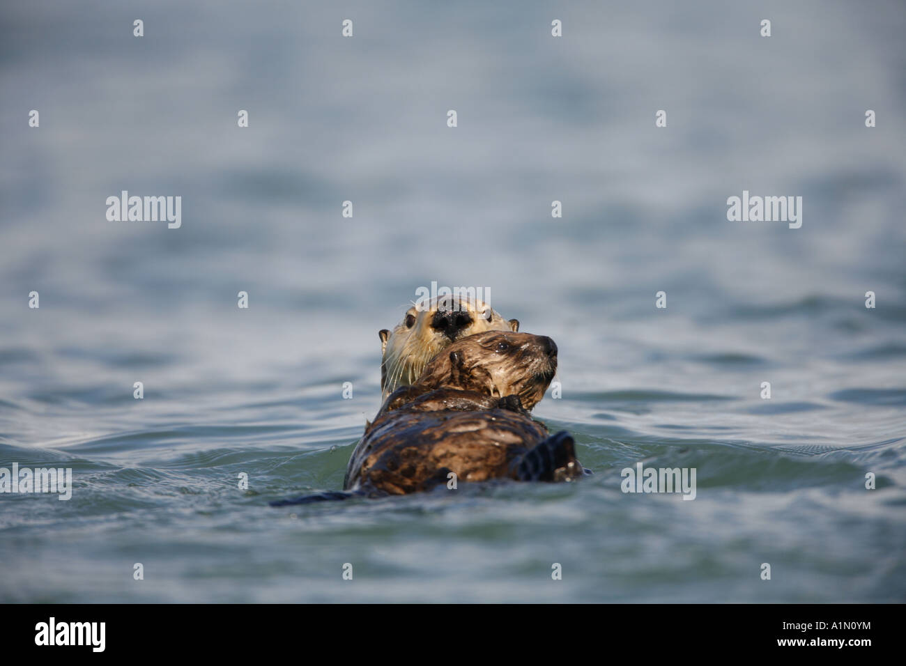 Ein Sea Otter mit Pup Orca Inlet Prinz-William-Sund Cordova Chugach National Forest Alaska Stockfoto