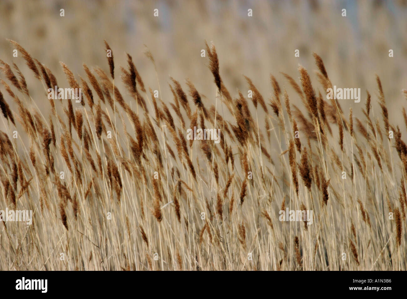 Phragmites verschiedene mehrjährige Schilf der Gattung phragmites im Gras Familie fand weltweit in Sümpfen und Feuchtgebieten und in Stämmen bis zu fast 6 Meter 20 Meter lang Stockfoto