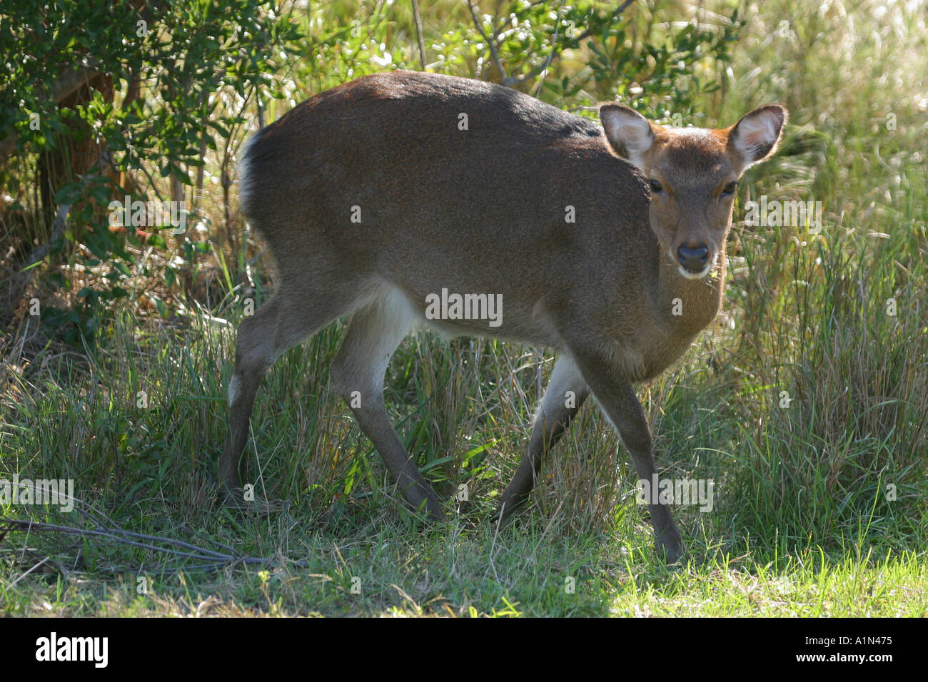 Assateague Island in Maryland und es s südliche Hälfte Chincoteague Island in Virginia ist eine Sperre Insel an der Atlantikküste, ist die Heimat von mehreren beliebten Parks und ein National Wildlife Refuge die diminutive Sika deer eine asiatische Elk durchstreift wild auf den Inseln und ist häufig Szene in der offenen Sümpfe Stockfoto