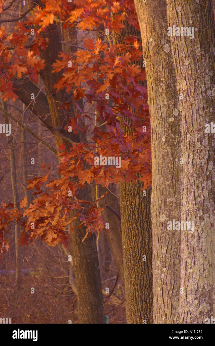 Farben des Herbstes und Bäume im French Creek State Park in Chester County Pennsylvania Stockfoto