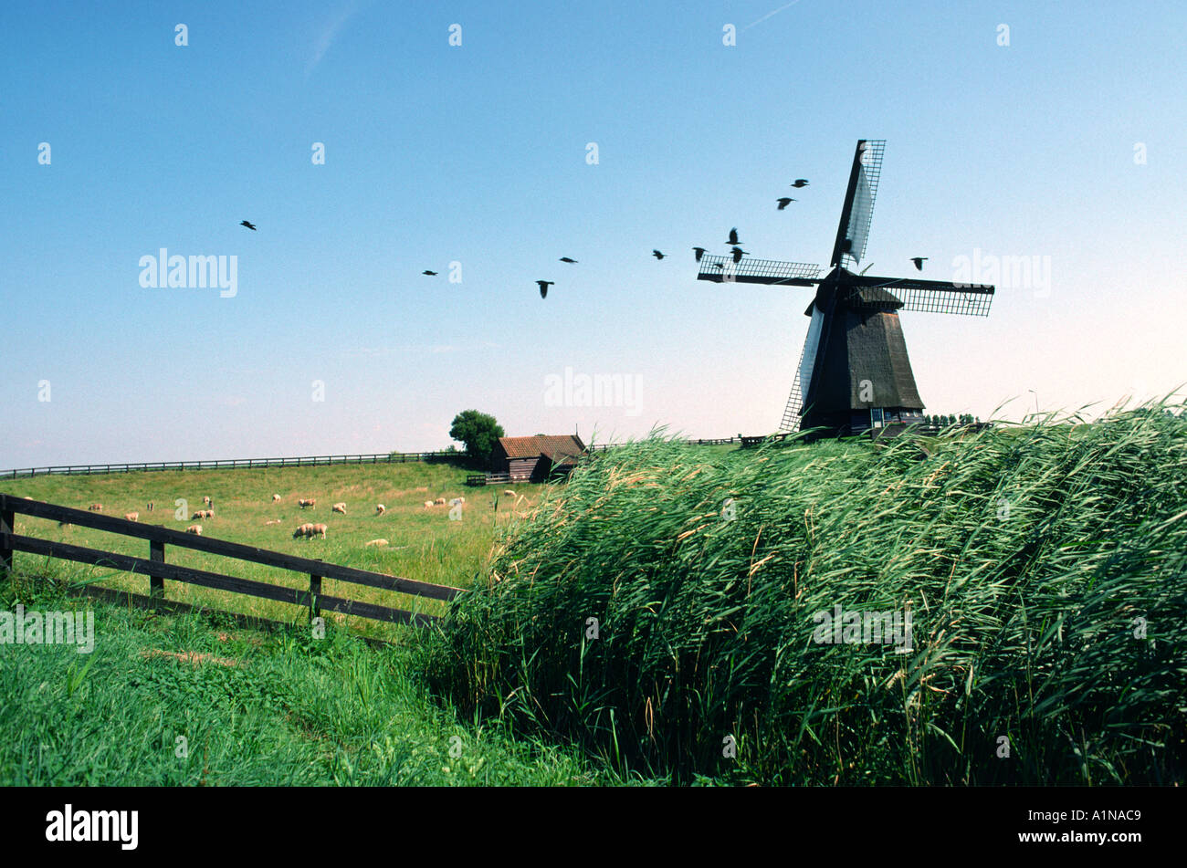 Eine Windmühle auf Shermerhorn flach, Holland Stockfoto