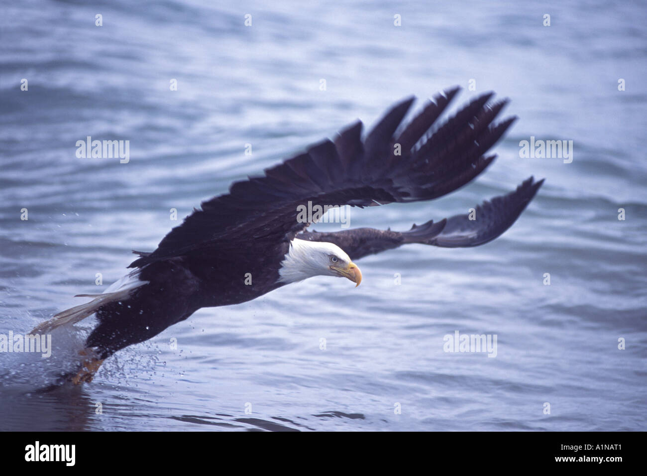 Weißkopf-Seeadler Adler Aves Vogel Raptor Fleischfresser Raubtier Tier Tiere Tierwelt Raubvogel Kachemak bay Homer Yunan alaska Stockfoto