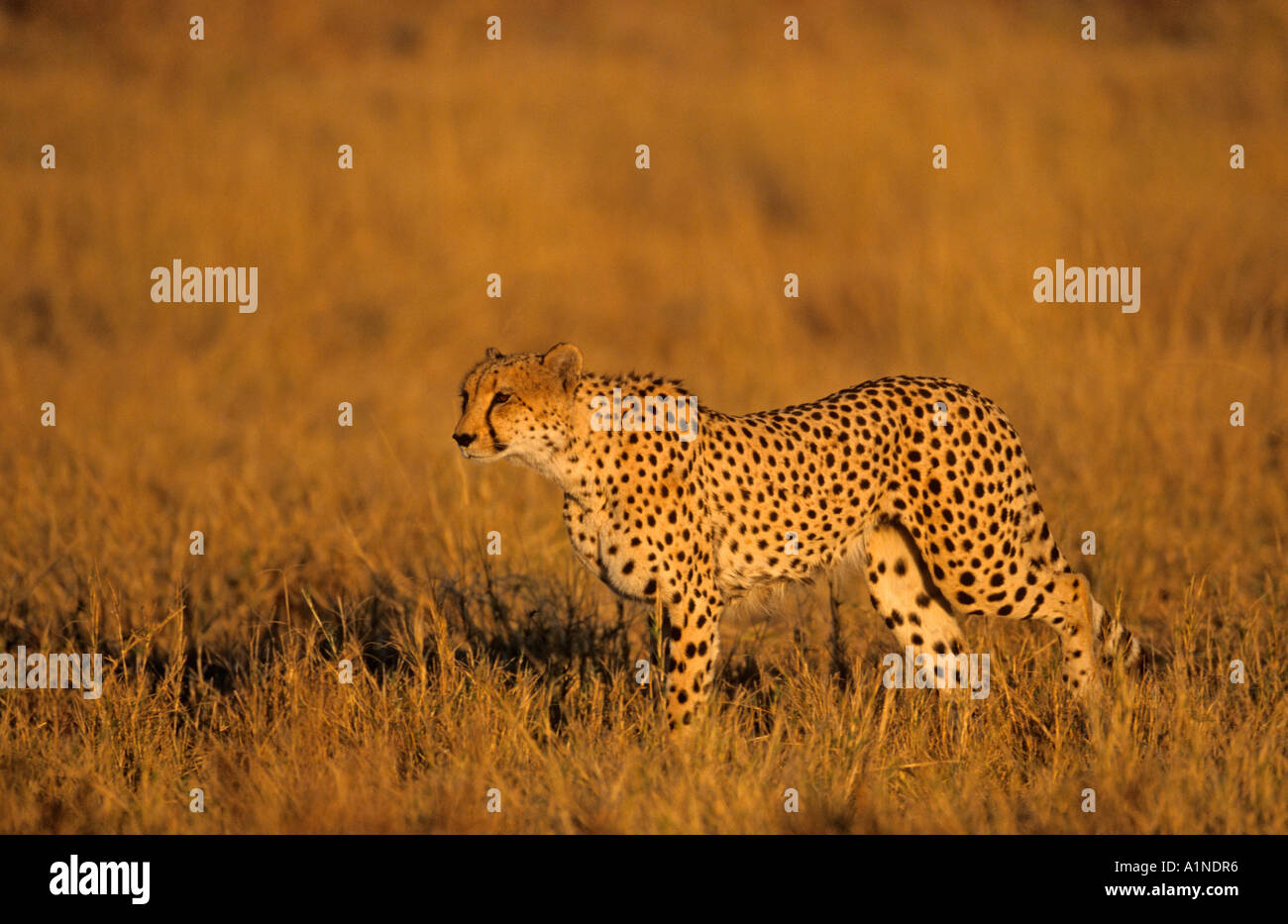 Gepard Acinonyx jubatus Stockfoto