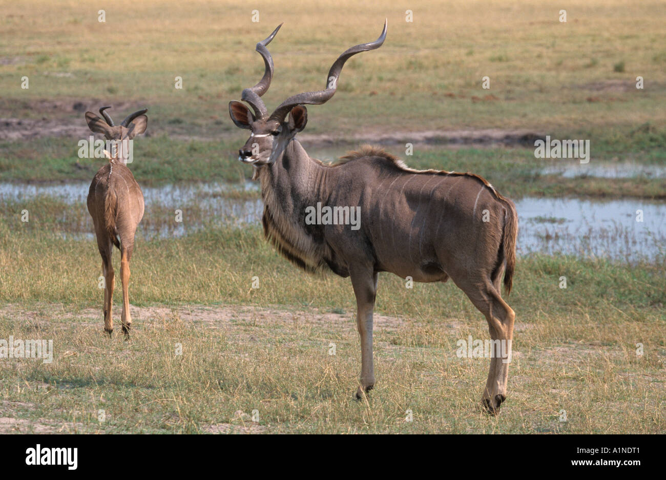 Größere Kudu Tragalaphus strapsticeros Stockfoto