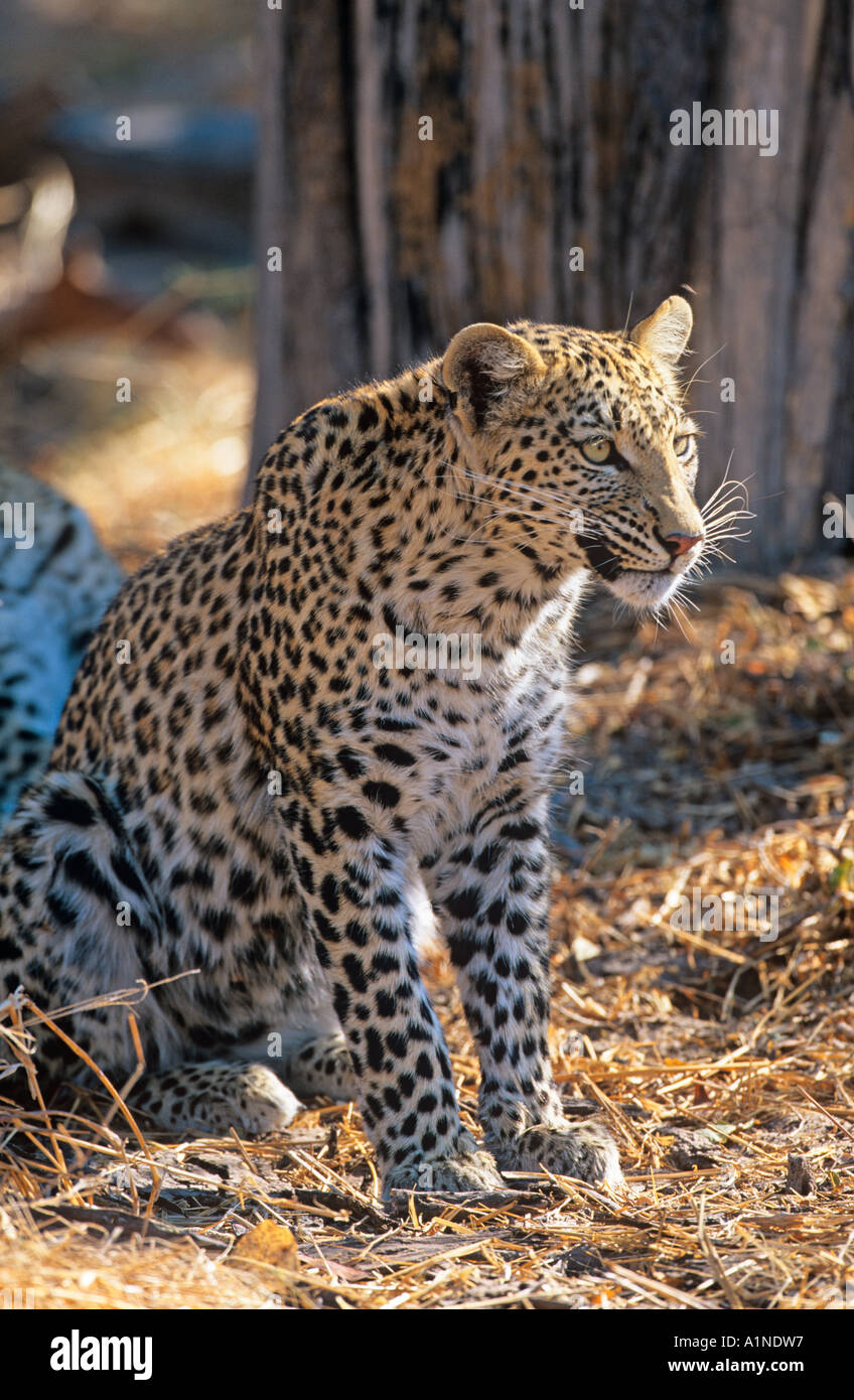 Leopard Pantherus Pardus Portrait Stockfoto