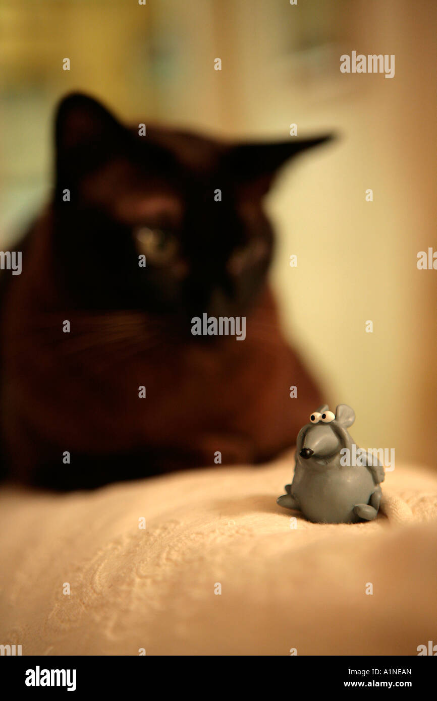 Birmanische Katze fasziniert von einem Spielzeug-Maus Stockfoto
