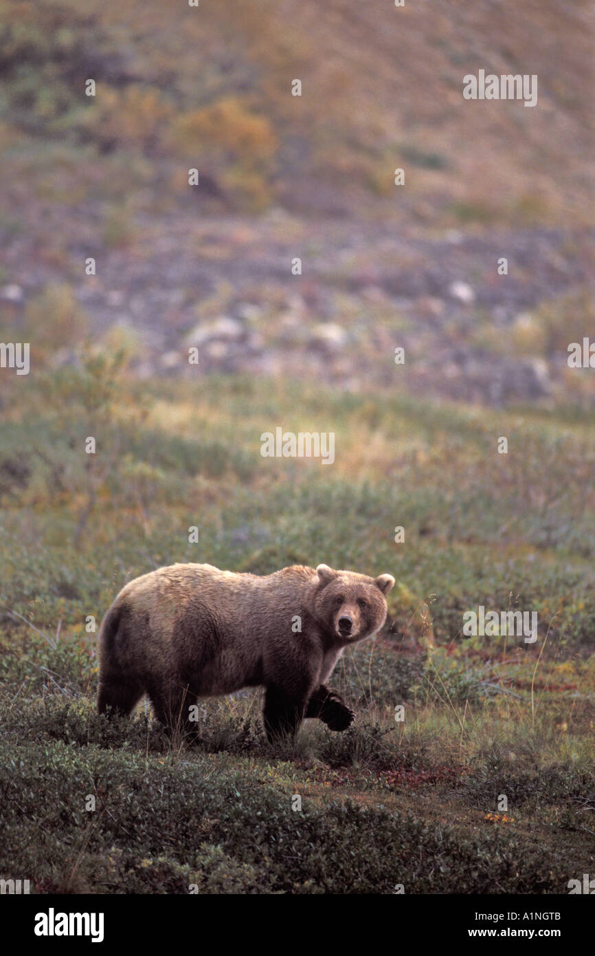 Braunbär Ursus Arctos Grizzly Bär Ursus Horribils auf der Suche nach Beeren im Herbst Tundra Denali Nationalpark, Alaska Stockfoto