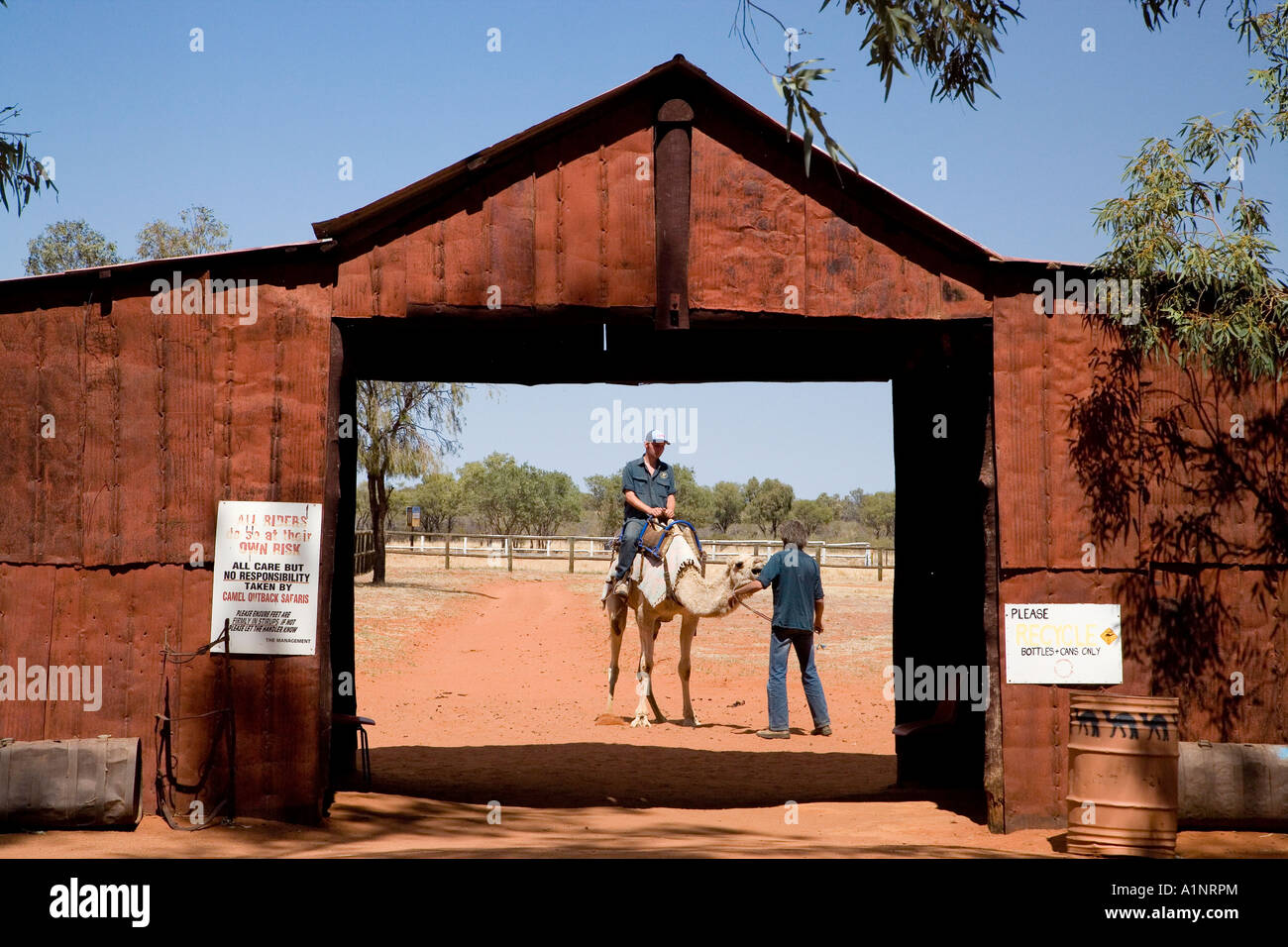 Outback-Kamelfarm Stuart Highway Outback nördlichen Terrtory Australien Stockfoto