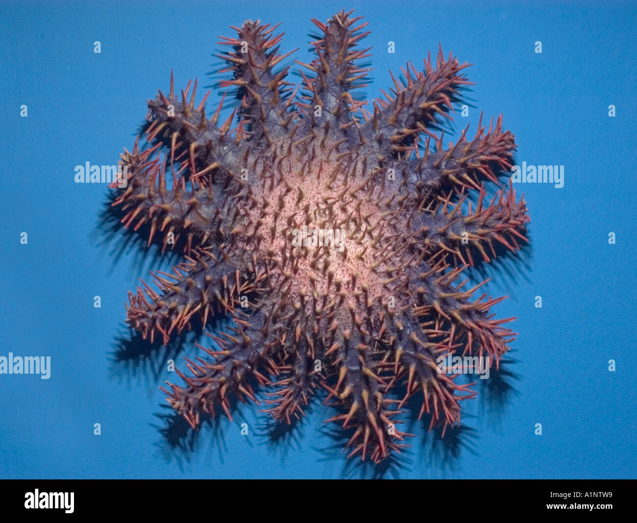 Sea Star Acanthaster Planci getrockneten Probe Stockfoto