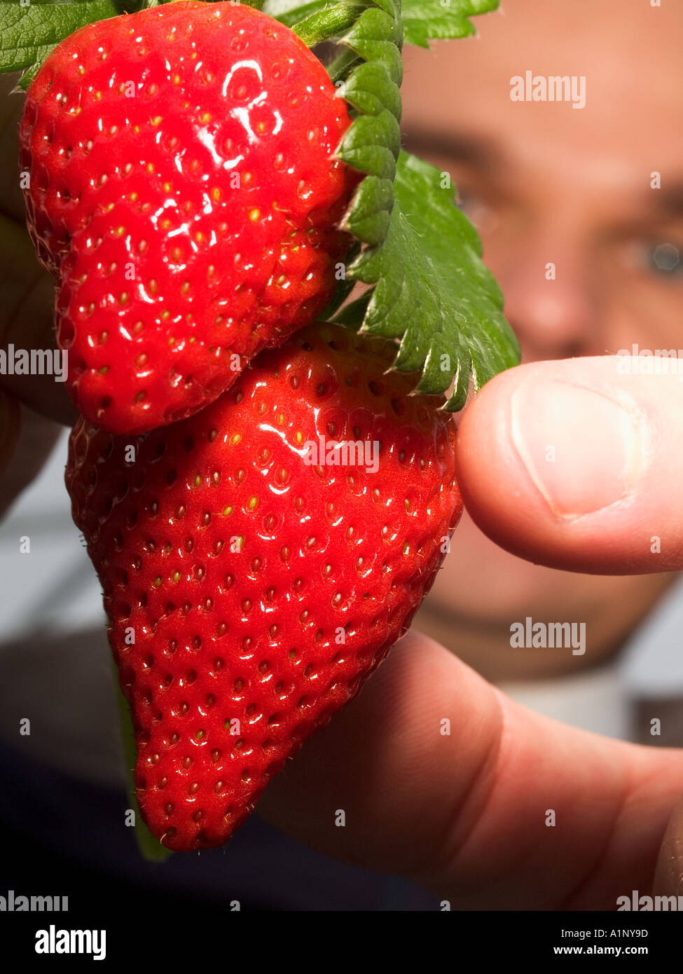 Die Abholung der Gruppe 2 Stockfoto