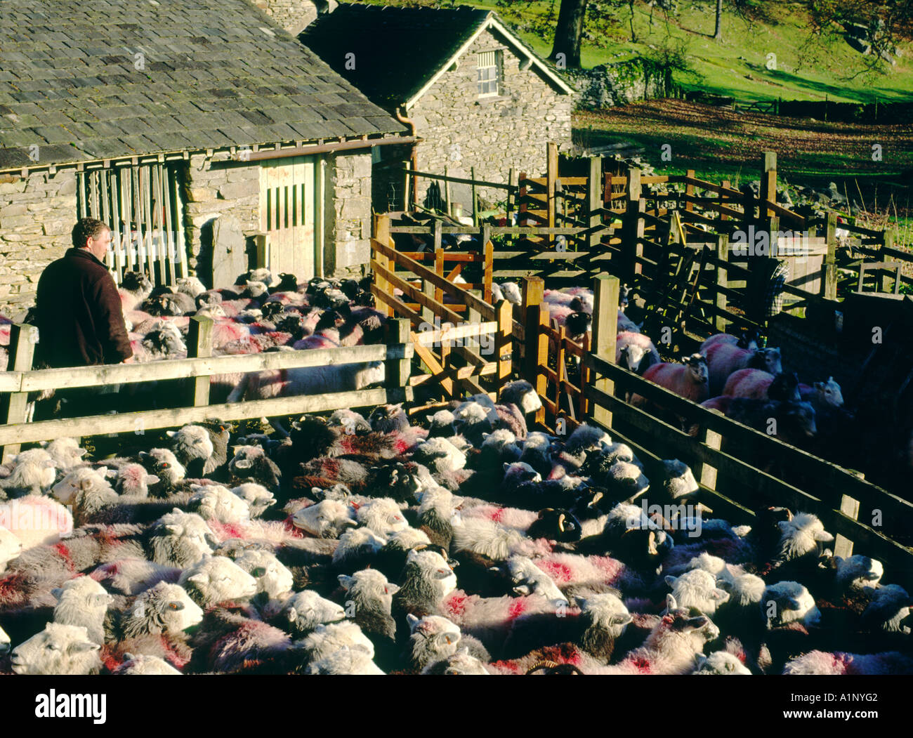 Landwirt penning Schafe. Bergbauernhof in der Nähe von Ambleside und Grasmere im Langdale Tal. Nationalpark Lake District, Cumbria, England. Stockfoto