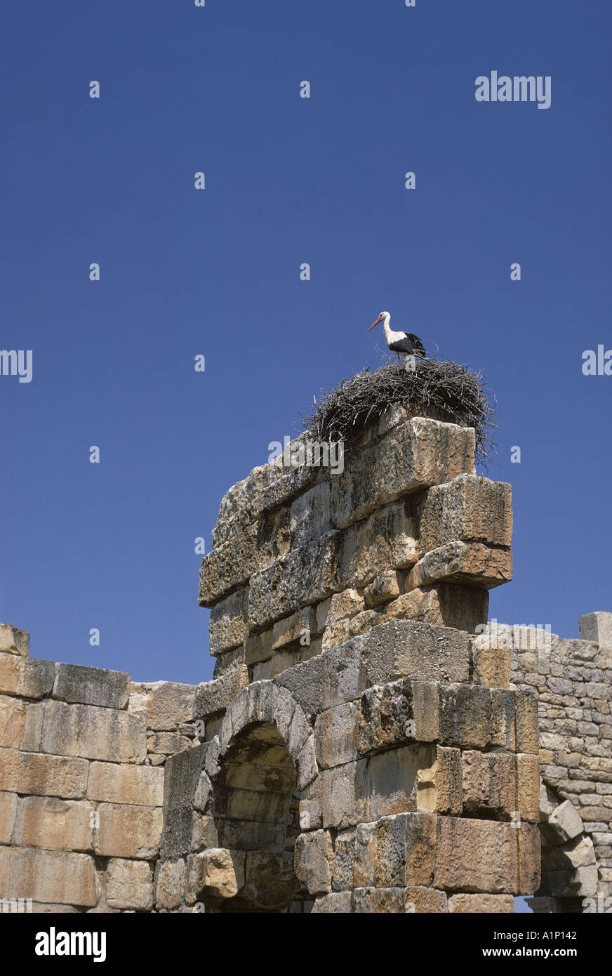 Volubilis Marokko bekannt, dass Araber als Oulili Walila oder Walili Roman ersten Jahrhundert AD Plus Storch auf Nest Europäische Weißstorch Cicon Stockfoto