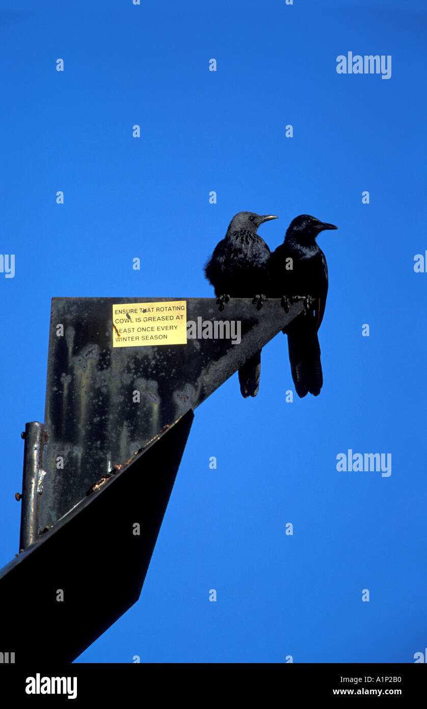 Red Winged Stare am Schornstein warm zu halten Stockfoto