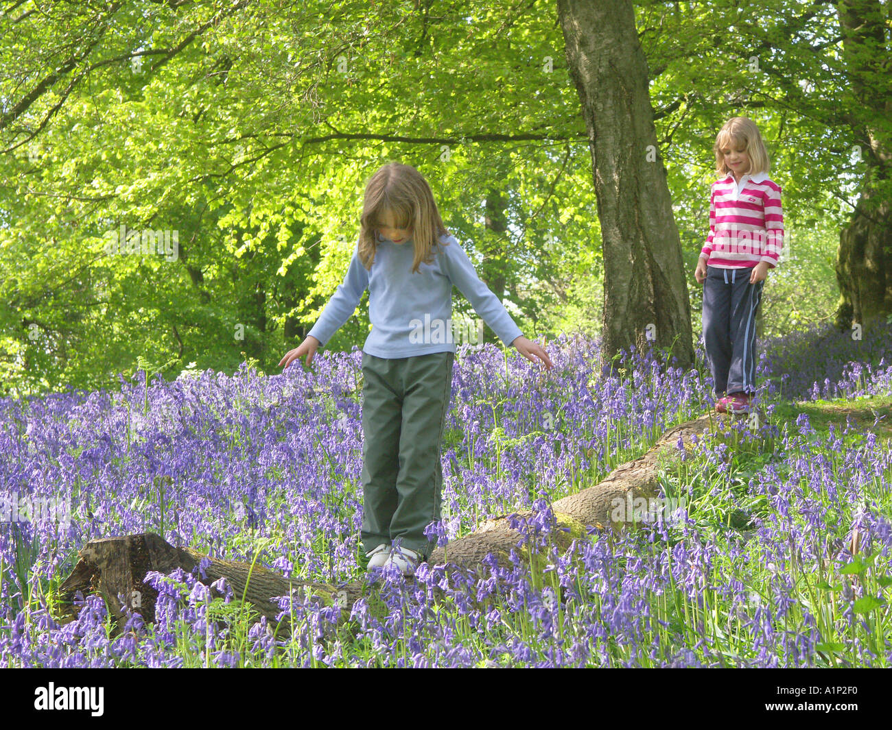 Schwestern junge Familie Wandern in Wäldern mit Glockenblumen in der Nähe von Newport South Wales UK RM1 Stockfoto