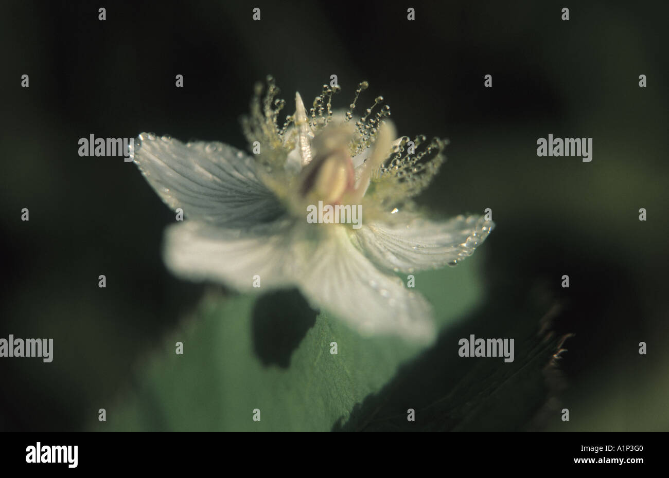 Nahaufnahme von Grass Parnassus Parnassia Palustris Blume Stockfoto