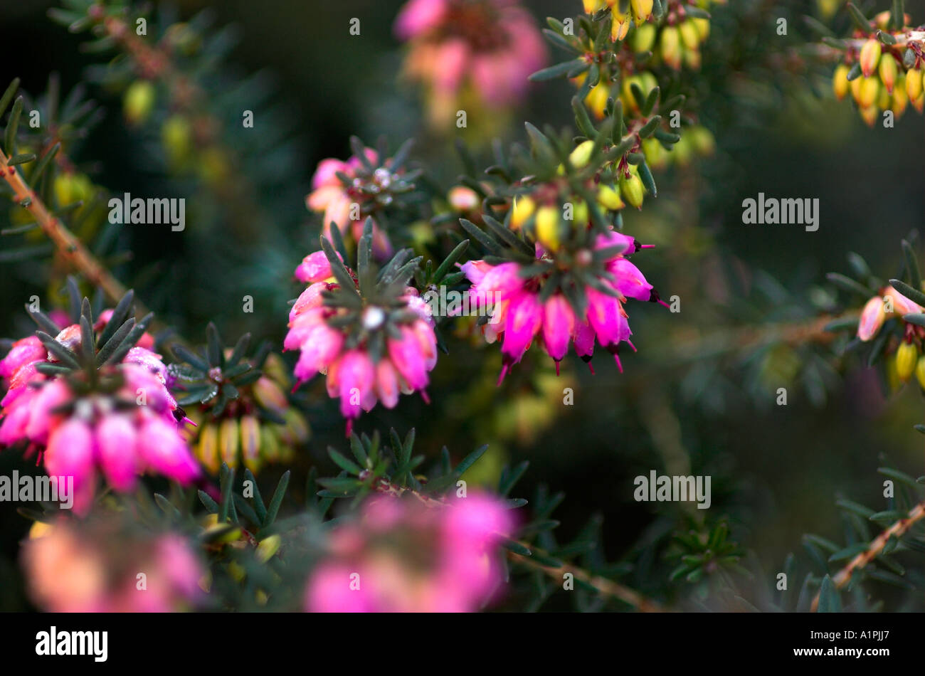 Calluna Vulgaris hautnah Stockfoto