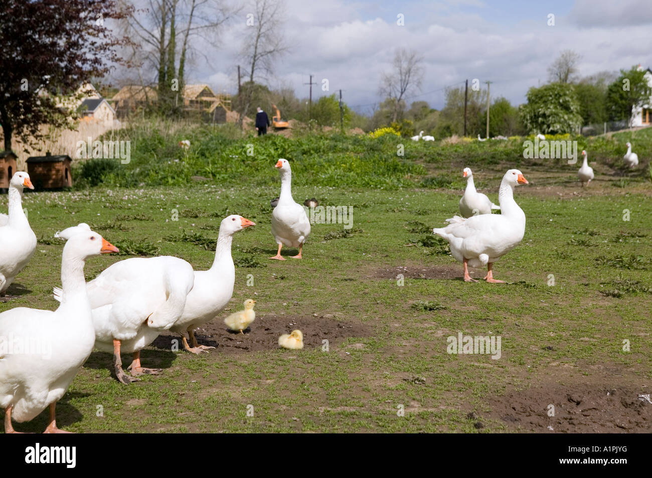 Schwäne-Irland Stockfoto