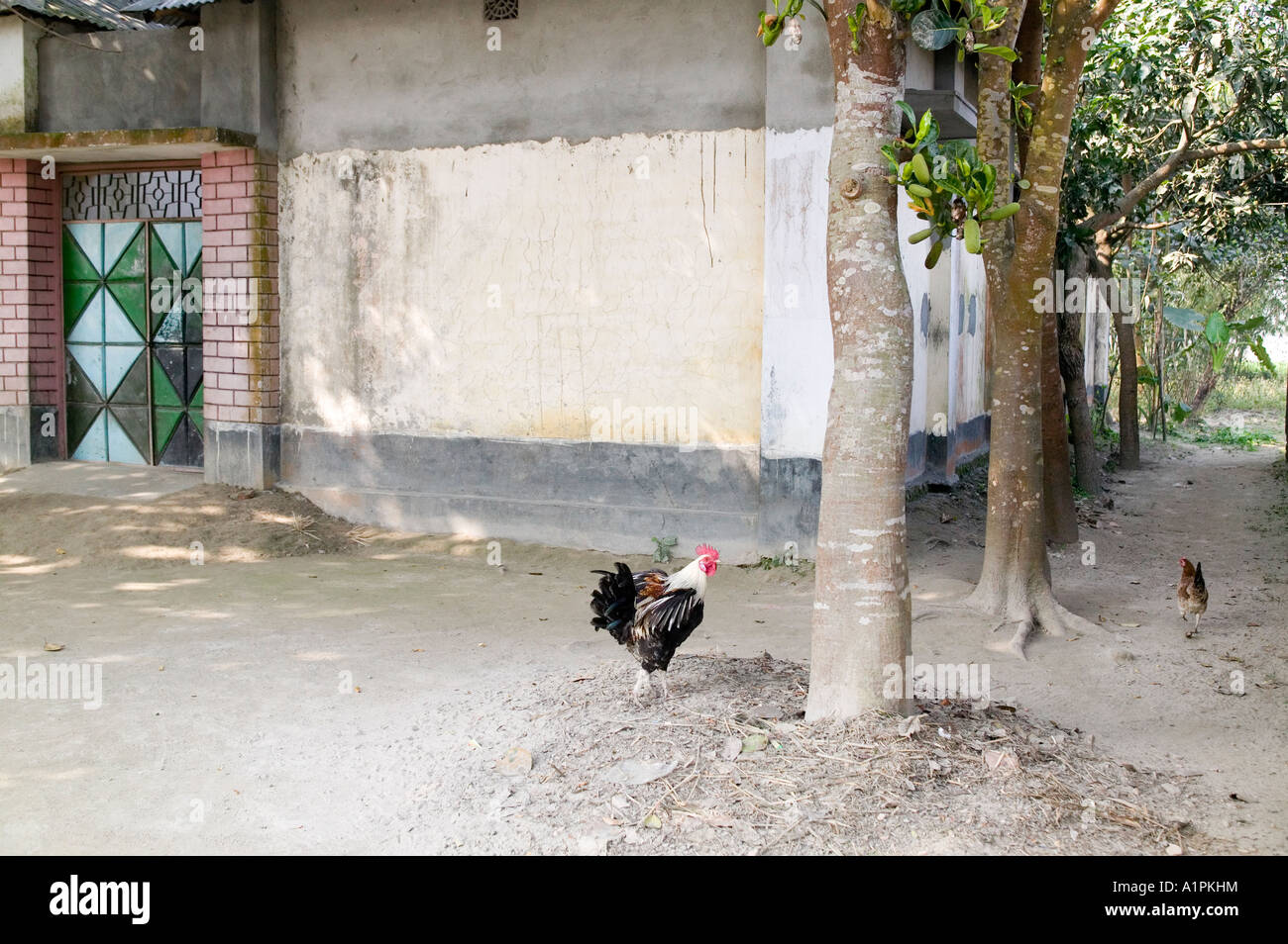 Hühner laufen frei auf einem Hof im nördlichen Bangladesh Stockfoto