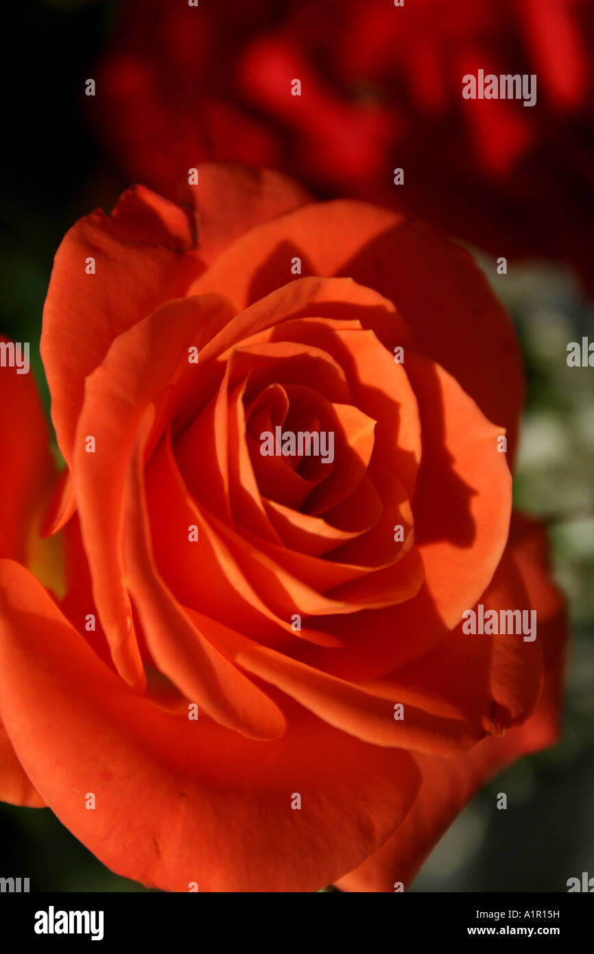 Nahaufnahme einer wunderschönen orangefarbenen Rose in voller Blüte, die ihre natürliche Eleganz und leuchtende Farbe in einer Gartenumgebung unterstreicht. Stockfoto