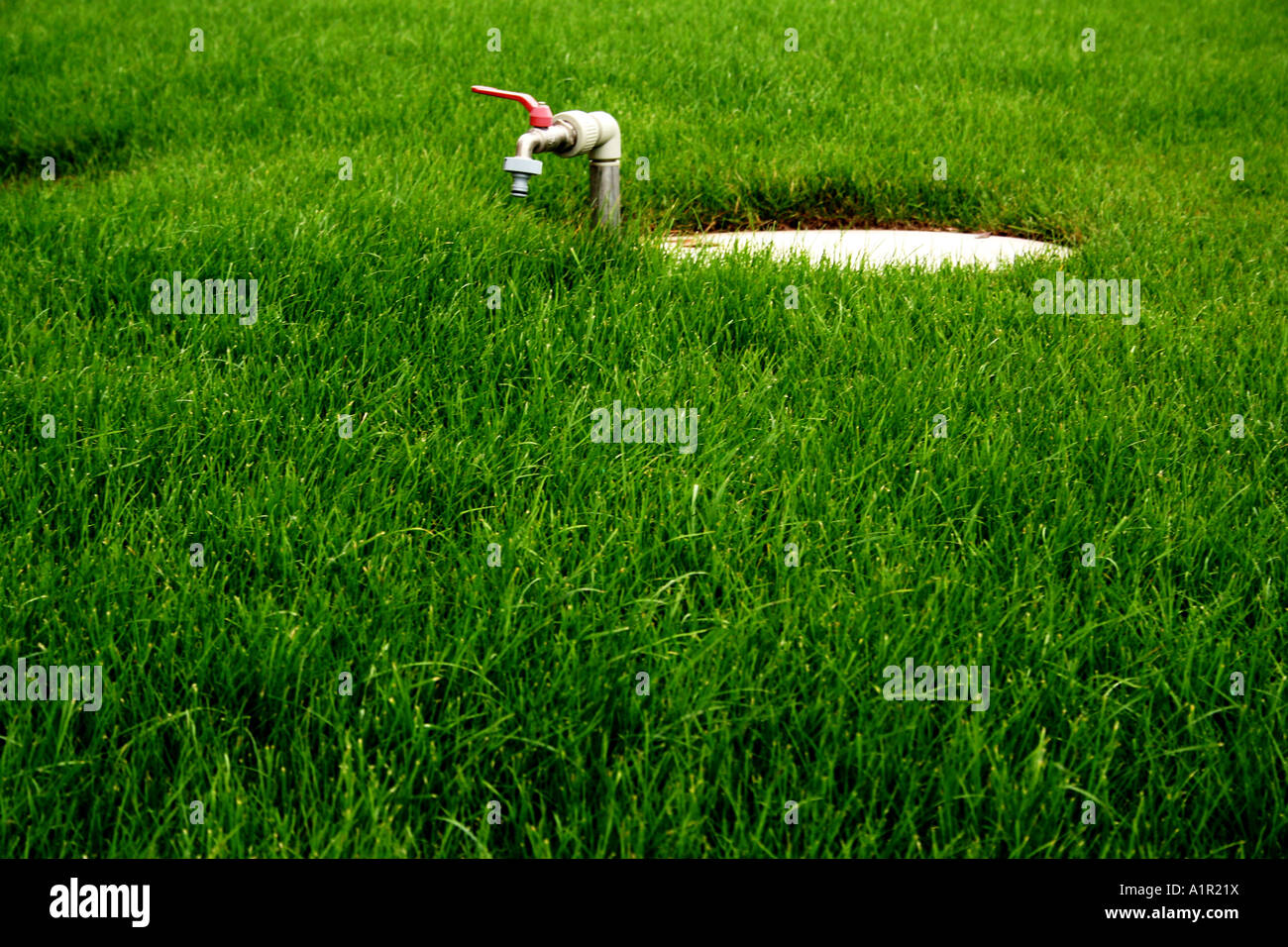 Gartenhahn im Freien auf einem üppig grünen Rasen, der Wasserversorgung und Bewässerung in einem gepflegten Garten darstellt. Stockfoto