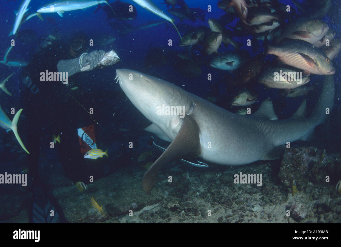 Tawny Ammenhai (Nebrius Ferrugineus) von Shark Feeder in Pacific Harbor, Fidschi-Inseln gefüttert. Stockfoto