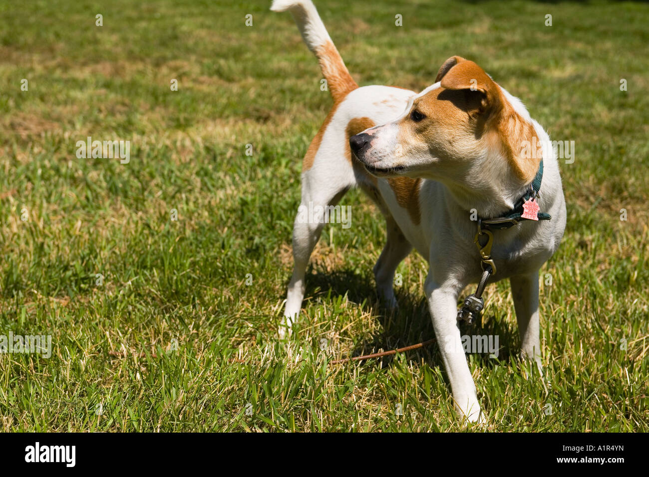 Haustiere Richmond Illinois gemischte Rasse braune und weiße Hund mit Halsband Teil Pitbull freuen auf Seite Erkennungsmarken am Kragen Stockfoto