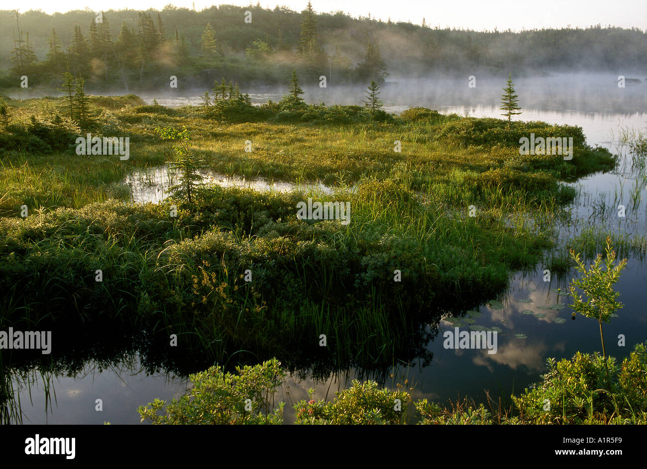 Feuchtgebiete Sunrise Northwest Cove Nova Scotia Stockfoto