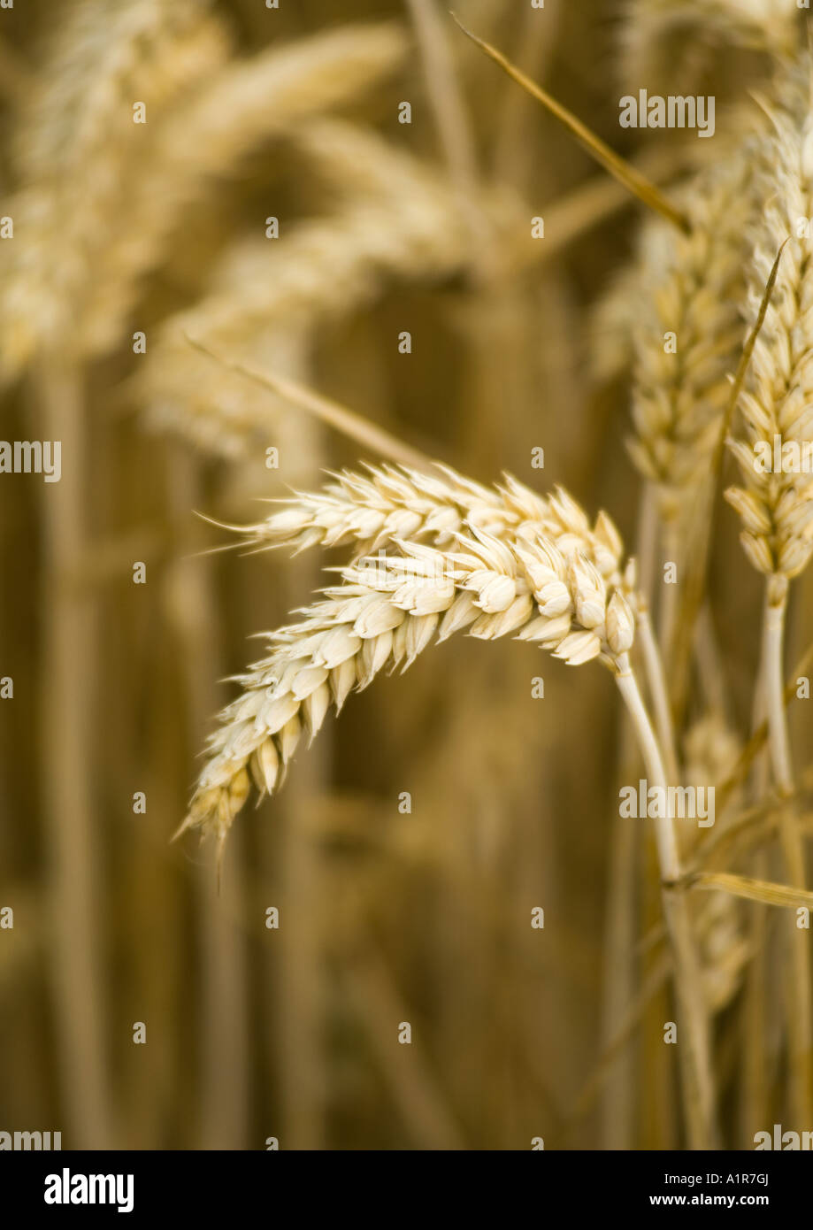 Schalen von Weizen Stockfotografie - Alamy