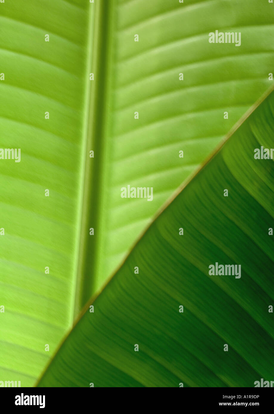 Palme Blätter, close-up Stockfoto
