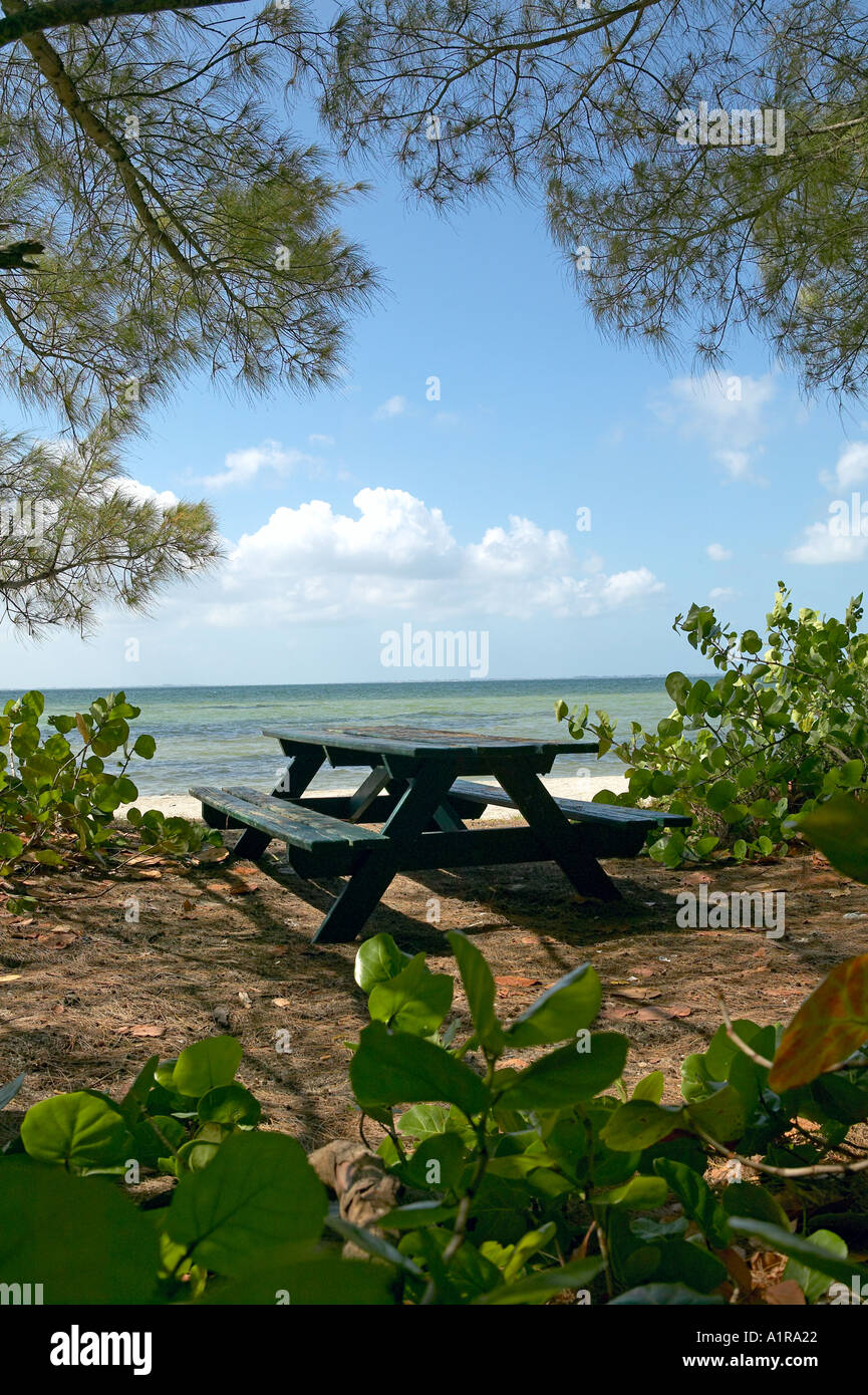 Picknick-Tisch, eingerahmt von australischen Pinien und Seagrape entlang südöstlichen Strand von Fort Desoto Park St Petersburg Florida USA Stockfoto