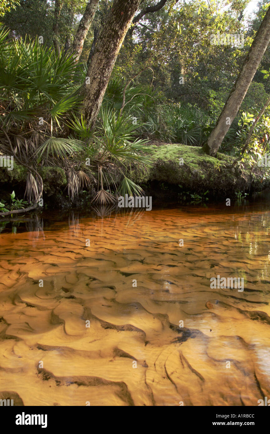 Tannin gefärbten Wasser und Muster in den Sand entlang Juniper Creek Ocala National Forest Florida Stockfoto